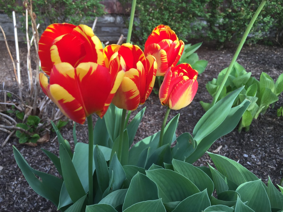 Sensing Spring….Without &&nbsp;Within